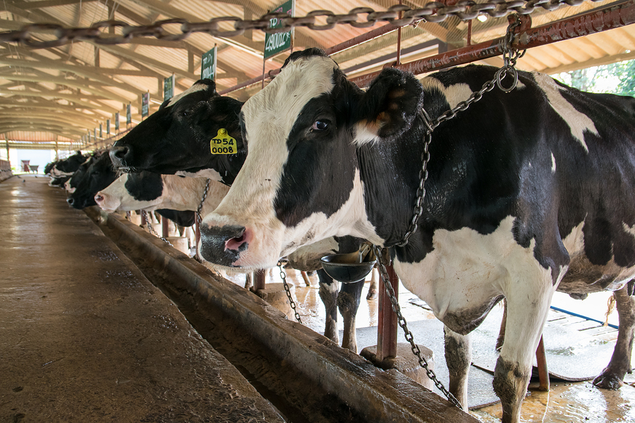 Dairy farm cow conditions