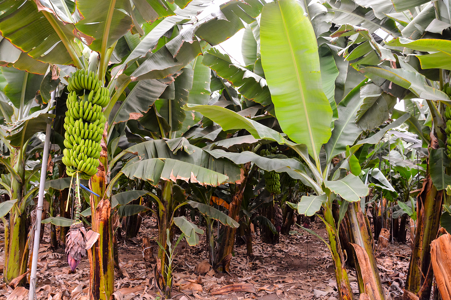 green bananas on banana tree due to lack of biodiversity