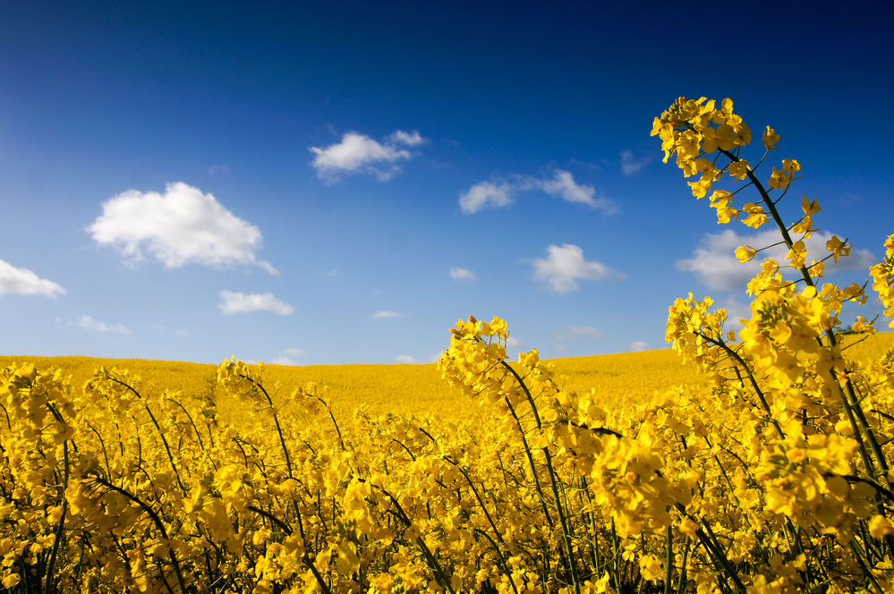 A Rapeseed Field Before Harvesting For Canola Oil