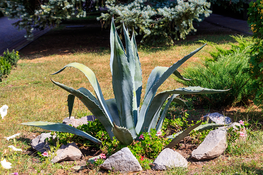 Is Agave Vegan - A Blue Agave Plant