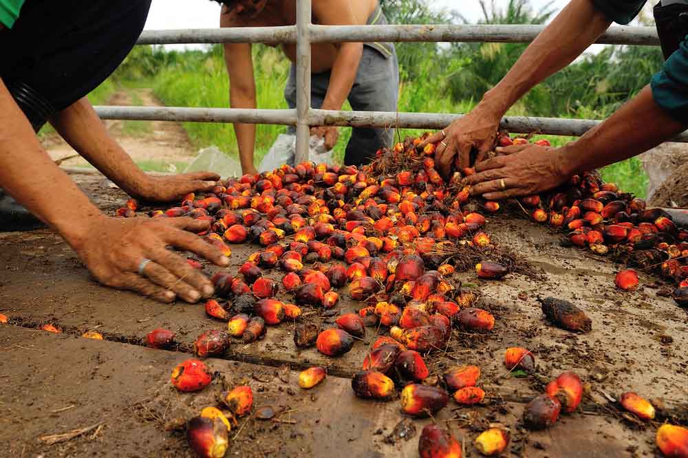 Palm Oil Labor