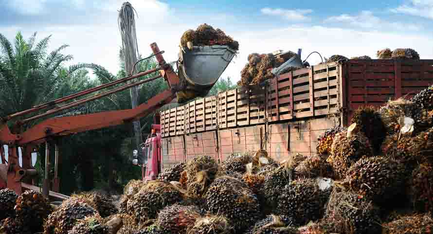 Palm oil production for Oreo cookies
